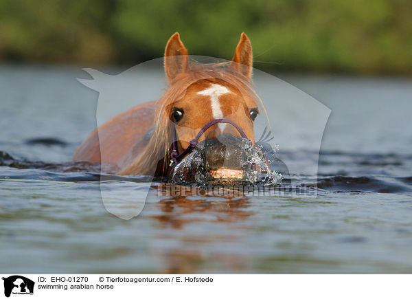 swimming arabian horse / EHO-01270