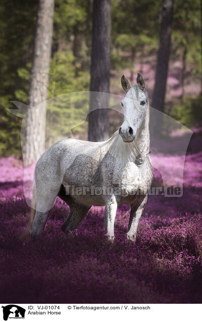 Arabian Horse / VJ-01074