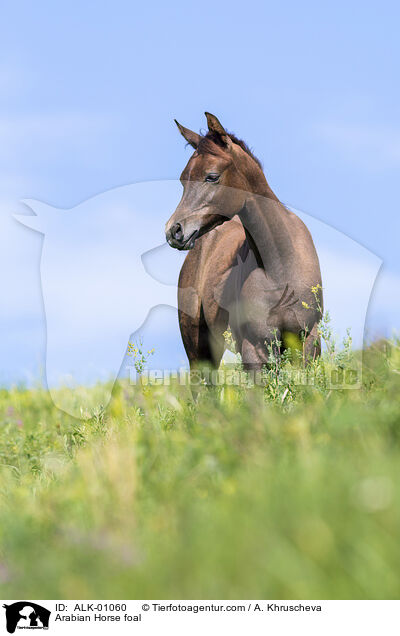 Arabian Horse foal / ALK-01060