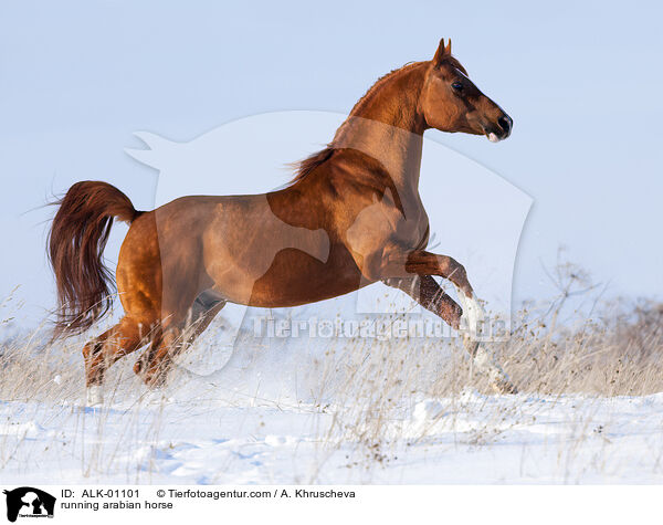 running arabian horse / ALK-01101