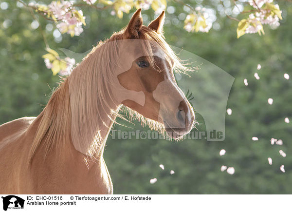 Araber Portrait / Arabian Horse portrait / EHO-01516