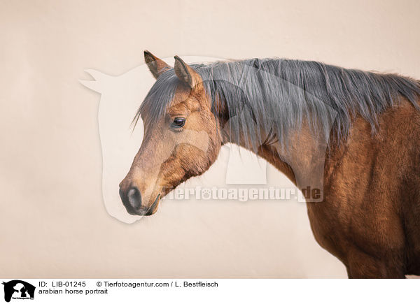 Araber Portrait / arabian horse portrait / LIB-01245