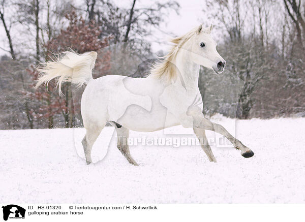 galoppierender Araber / galloping arabian horse / HS-01320