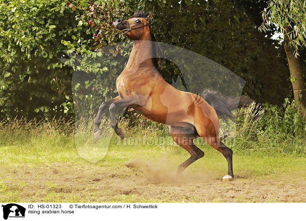 steigender Araber / rising arabian horse / HS-01323