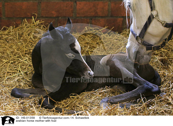 arabian horse mother with foal / HS-01358