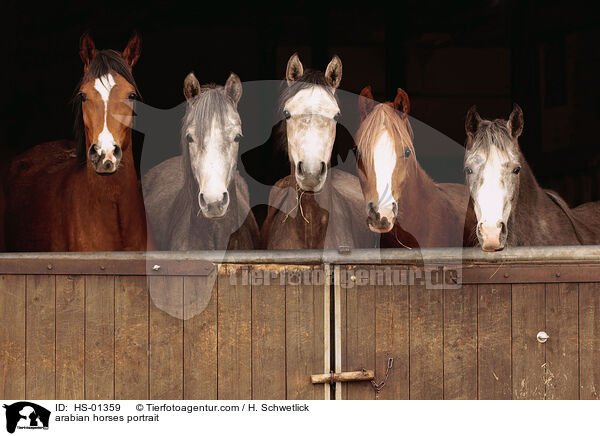 arabian horses portrait / HS-01359