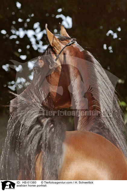 Araber Portrait / arabian horse portrait / HS-01380