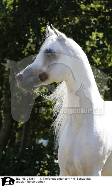 arabian horse portrait / HS-01381