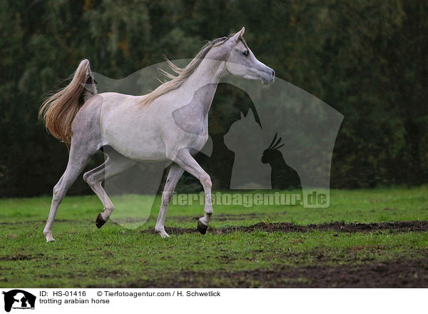 trabender Araber Portrait / trotting arabian horse / HS-01416