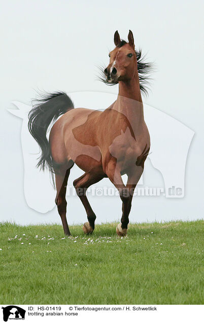 trabender Araber Portrait / trotting arabian horse / HS-01419