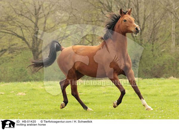 trabender Araber Portrait / trotting arabian horse / HS-01420