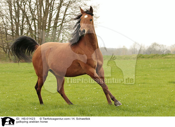 galoppierender Araber / galloping arabian horse / HS-01423
