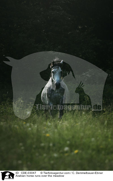Araber rennt ber die Weide / Arabian horse runs over the meadow / CDE-03047