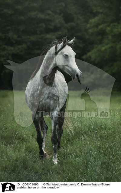 arabian horse on the meadow / CDE-03063