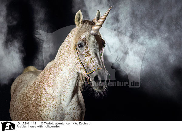 Arabian horse with holi powder / AZ-01118