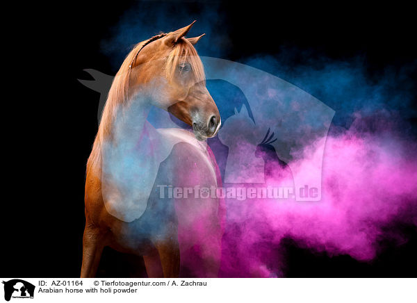 Arabian horse with holi powder / AZ-01164