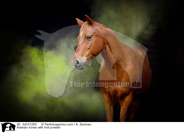 Arabian horse with holi powder / AZ-01250