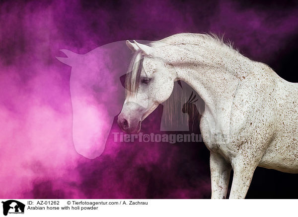 Arabian horse with holi powder / AZ-01262