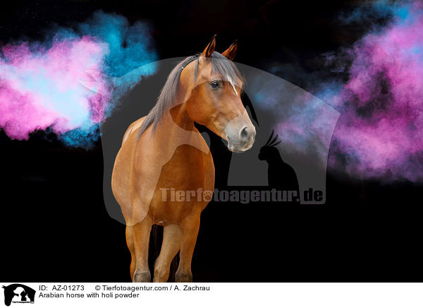 Arabian horse with holi powder / AZ-01273