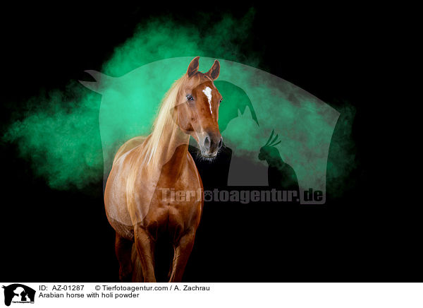 Arabian horse with holi powder / AZ-01287