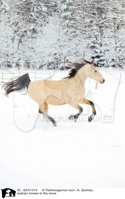 arabian horses in the snow / AZ-01315