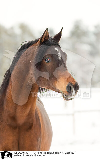 arabian horses in the snow / AZ-01321