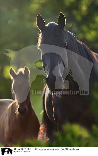 arabian horses / ALK-01258