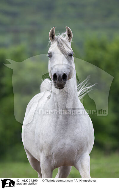 arabian stallion / ALK-01260