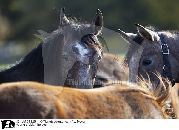young arabian horses / JM-07125