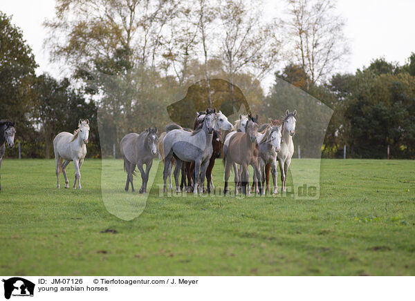 young arabian horses / JM-07126