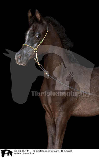 arabian horse foal / HL-02141