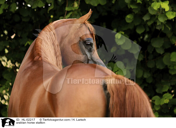 arabian horse stallion / HL-02217