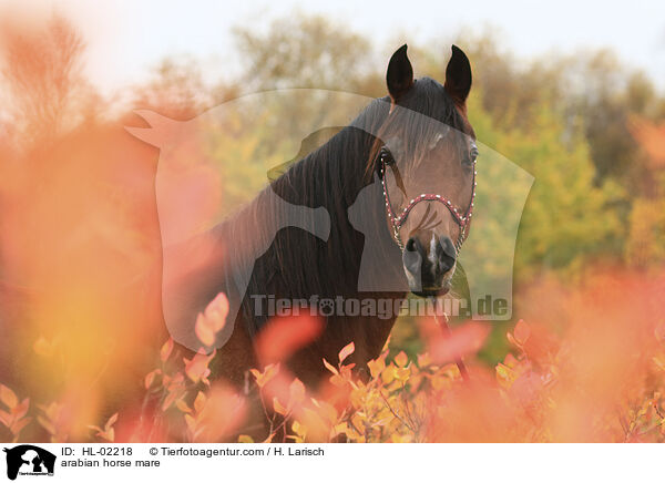arabian horse mare / HL-02218