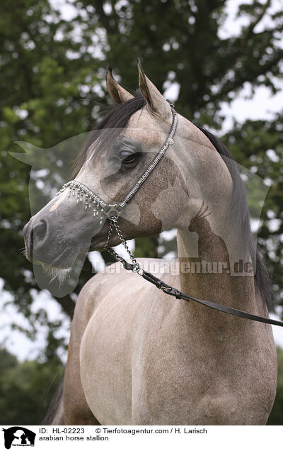 arabian horse stallion / HL-02223