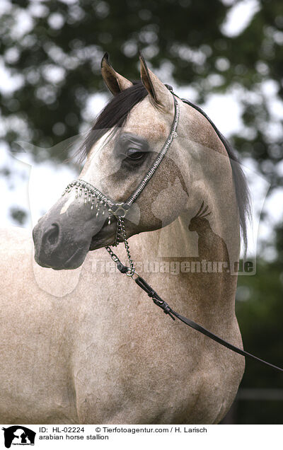 arabian horse stallion / HL-02224