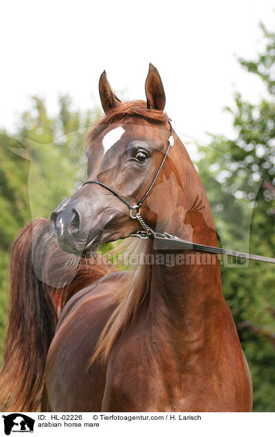 arabian horse mare / HL-02226