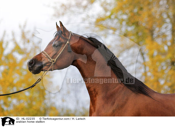 arabian horse stallion / HL-02235