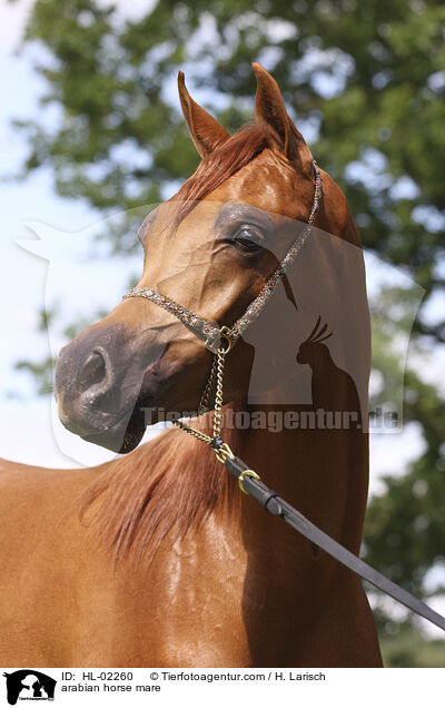 arabian horse mare / HL-02260
