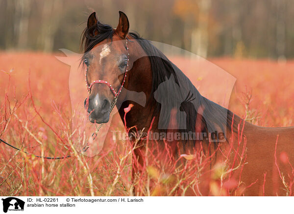 arabian horse stallion / HL-02261