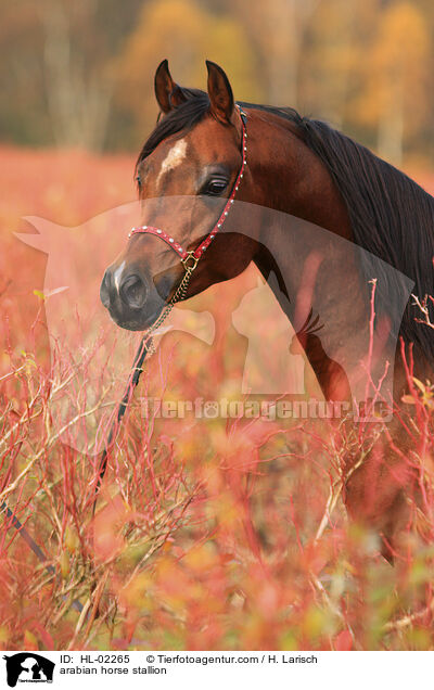 arabian horse stallion / HL-02265