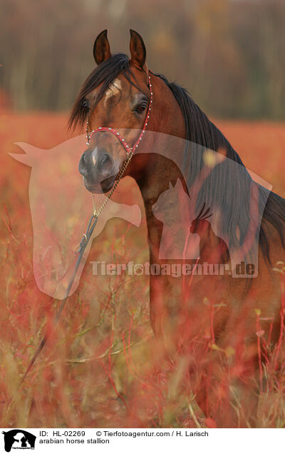 arabian horse stallion / HL-02269