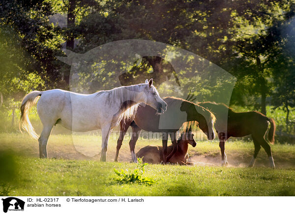 arabian horses / HL-02317