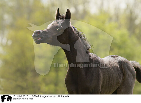 arabian horse foal / HL-02328