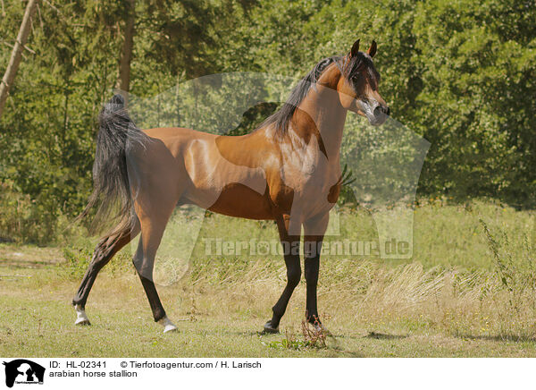 arabian horse stallion / HL-02341