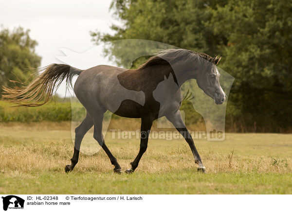 arabian horse mare / HL-02348