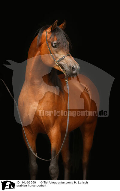 arabian horse portrait / HL-02550