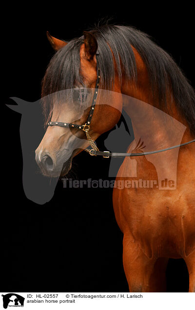 arabian horse portrait / HL-02557