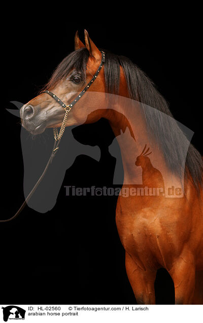 arabian horse portrait / HL-02560