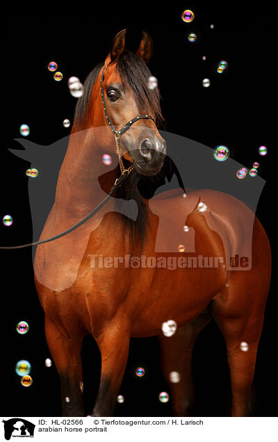 arabian horse portrait / HL-02566