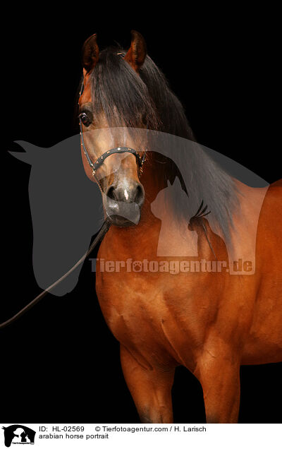 arabian horse portrait / HL-02569